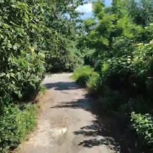 Upozornenie na opílenie a udržiavanie porastov pred rodinnými domami
